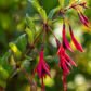 Garten-Fuchsie