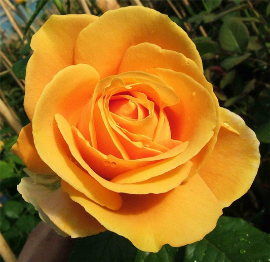 Edelrose 'Candlelight'®