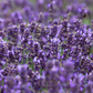 Lavandula angustifolia 'Hidcote Blue'