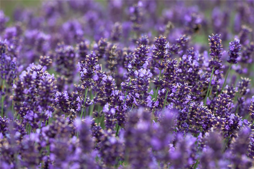 Lavandula angustifolia 'Hidcote Blue'