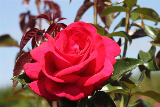 Edelrose 'Grande Classe'®