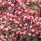 Japanische Blütenskimmie 'Rubella'