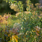 Garten-Fuchsie
