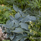Hosta x tardiana 'Halcyon'