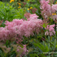 Garten-Mädesüß 'Venusta'