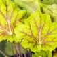Garten-Purpurglöckchen 'Electra'®