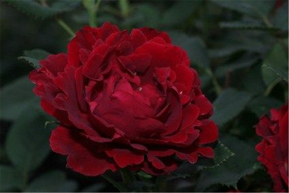 Beetrose 'Heinz Winkler'®