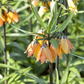 Kaiserkrone 'Rubra' - Blumenzwiebel