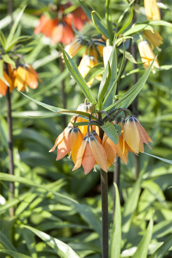 Kaiserkrone 'Rubra' - Blumenzwiebel