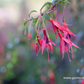 Garten-Fuchsie