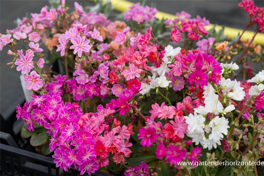 Garten-Bitterwurz 'Regenbogen'