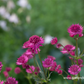 Astrantia major 'Venice'  -R-