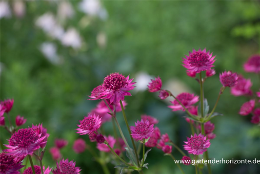 Astrantia major 'Venice'  -R-