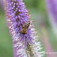 Garten-Kandelaberehrenpreis 'Fascination'