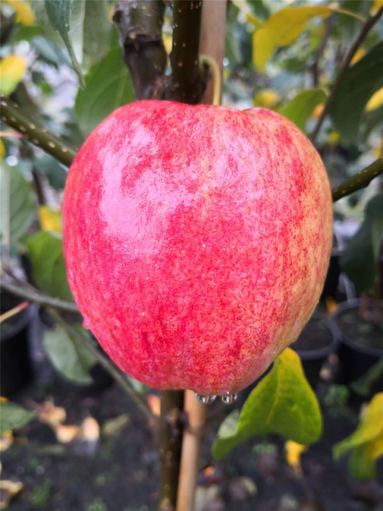 Apfel 'Rewena'(s)