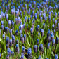 Breitblättrige Traubenhyazinthe - 10 Blumenzwiebeln