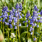 Spanisches Hasenglöckchen 'Blue Sky' - 10 Blumenzwiebeln