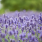Lavandula angustifolia 'Hidcote Blue'