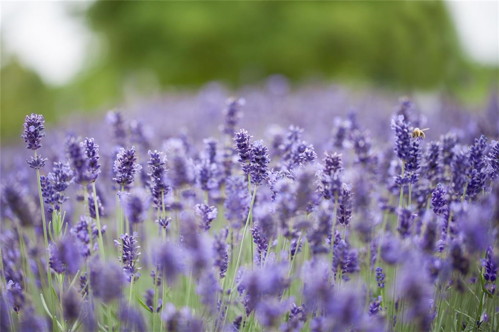 Lavandula angustifolia 'Hidcote Blue'
