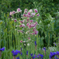 Langspornige Garten-Akelei 'Nora Barlow'