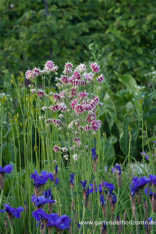 Langspornige Garten-Akelei 'Nora Barlow'