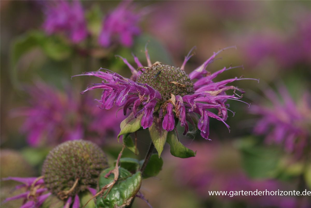 Garten-Indianernessel 'Blaustrumpf'