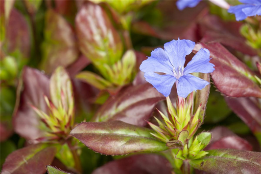 Ceratostigma plumbaginoides