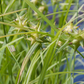 Carex grayi