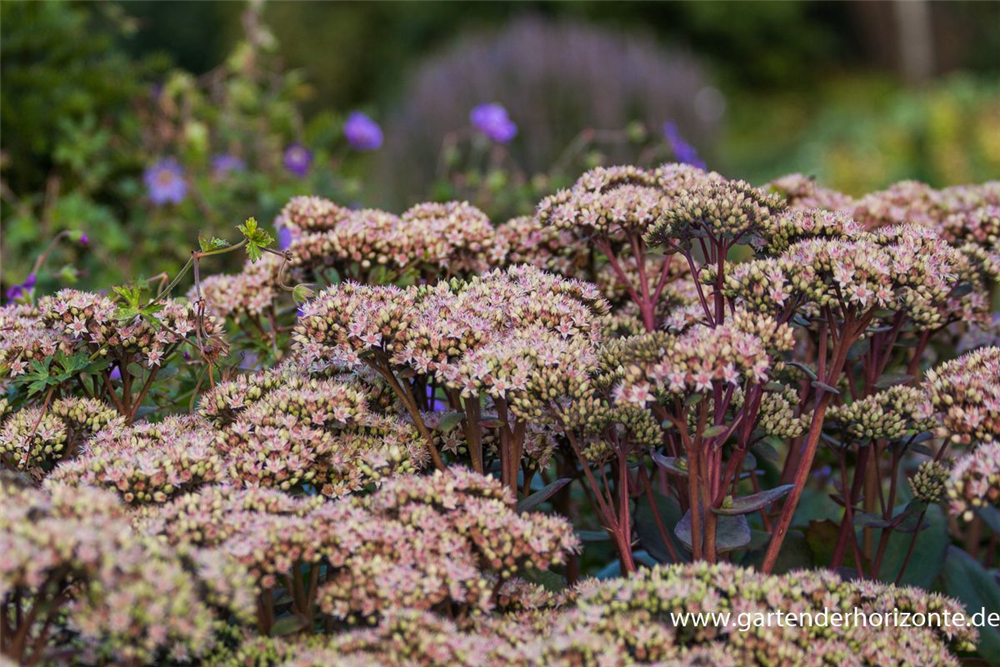 Großes Garten-Fettblatt