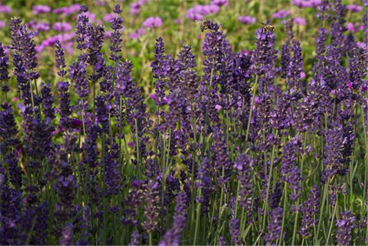 Lavandula angustifolia 'Essence Purple'