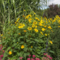 Garten-Stauden-Sonnenblume 'Meteor'