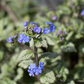 Brunnera macrophylla 'Jack Frost'  -R-