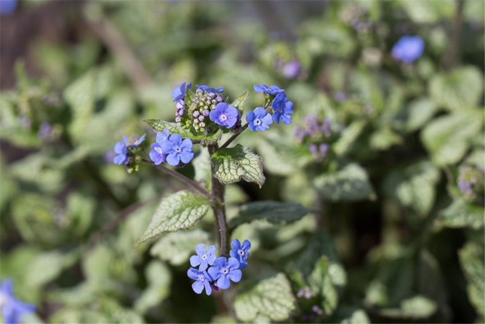Brunnera macrophylla 'Jack Frost'  -R-