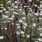 Lychnis coronaria 'Alba'