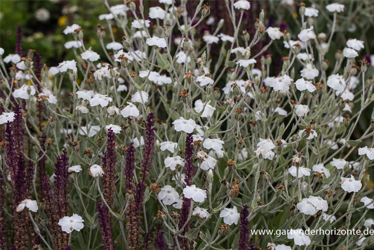Lychnis coronaria 'Alba'