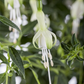 Garten-Fuchsie