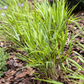 Hakonechloa macra