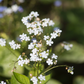 Brunnera macrophylla 'Betty Bowring'