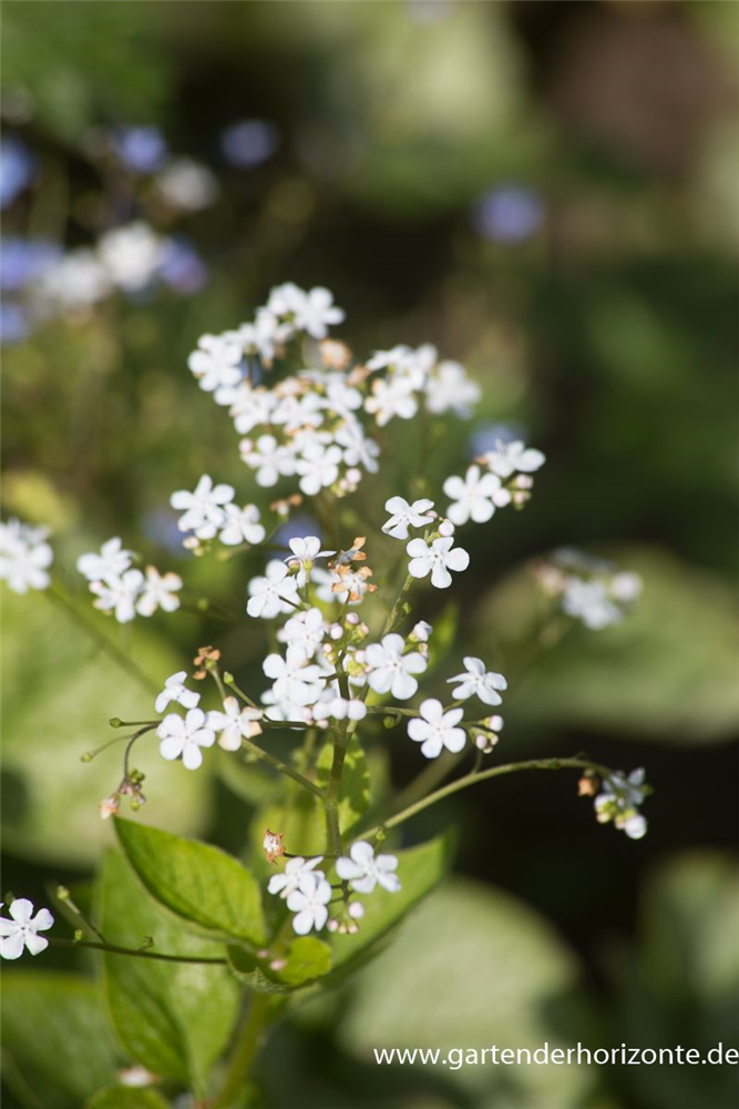 Brunnera macrophylla 'Betty Bowring'