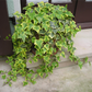 Hedera helix 'Gold Child', 12er Set