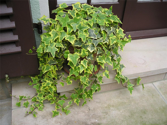 Hedera helix 'Gold Child', 12er Set