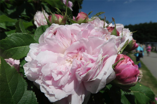 Parkrose 'Jacques Cartier'