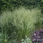 Garten-Schmiele 'Goldschleier'