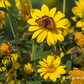 Garten-Stauden-Sonnenblume 'Meteor'