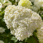 Rispenhortensie 'Limelight'(s)