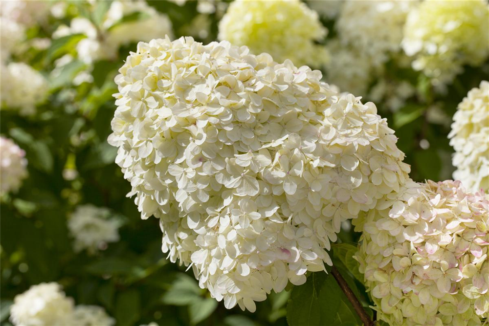 Rispenhortensie 'Limelight'(s)
