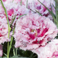 Tulpe 'Queensland' - 7 Blumenzwiebeln