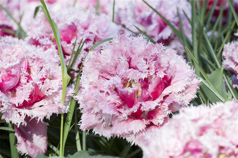 Tulpe 'Queensland' - 7 Blumenzwiebeln