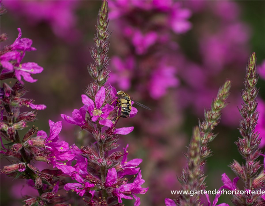 Garten-Ruten-Weiderich 'Dropmore Purple'
