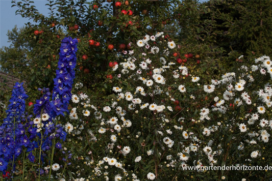 Garten-Glattblatt-Aster 'Schneekuppe'